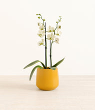 Load image into Gallery viewer, Mustard*****Profile