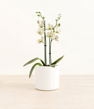 Load image into Gallery viewer, White*****Profile