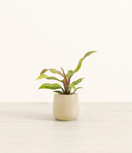 Load image into Gallery viewer, Almond Green*****Profile