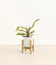 Load image into Gallery viewer, Cotton White stand:bamboo