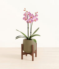 Load image into Gallery viewer, Olive stand:walnut