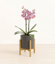 Load image into Gallery viewer, Dark Olive stand:bamboo