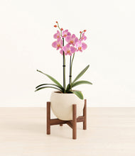 Load image into Gallery viewer, Shiny EggWhite stand:walnut