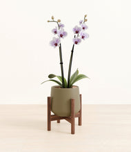 Load image into Gallery viewer, Olive stand:walnut
