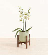 Load image into Gallery viewer, Turquoise stand:walnut