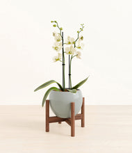 Load image into Gallery viewer, Deep Ocean stand:walnut