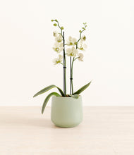 Load image into Gallery viewer, Turquoise*****Profile