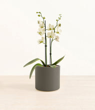 Load image into Gallery viewer, Dark Olive*****Profile