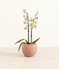 Load image into Gallery viewer, Calm Rose*****Profile