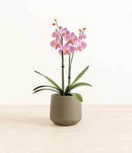 Load image into Gallery viewer, Olive*****Profile