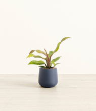 Load image into Gallery viewer, Deep Navy*****Profile