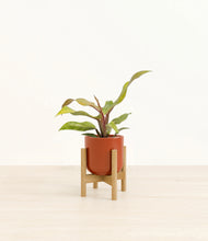 Load image into Gallery viewer, Glossy Red stand:bamboo