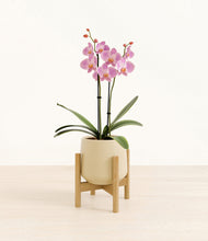 Load image into Gallery viewer, Almond Green stand:bamboo
