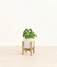 Load image into Gallery viewer, Cotton White stand:light