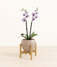 Load image into Gallery viewer, Desert Brown stand:bamboo