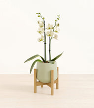 Load image into Gallery viewer, Turquoise stand:bamboo