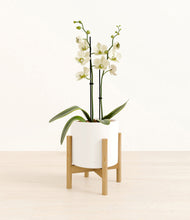 Load image into Gallery viewer, White stand:bamboo