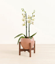 Load image into Gallery viewer, Calm Rose stand:walnut