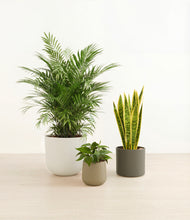 Load image into Gallery viewer, Woodland*****Profile