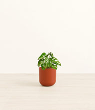 Load image into Gallery viewer, Earth Red*****Profile