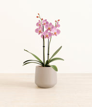 Load image into Gallery viewer, Eternal Gray*****Profile