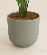 Load image into Gallery viewer, Sage Green