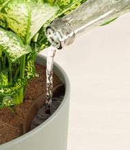 Load image into Gallery viewer, Sage Green stand:all