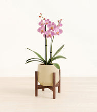Load image into Gallery viewer, Almond Green stand:walnut