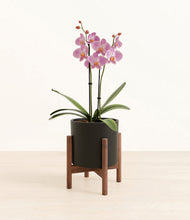 Load image into Gallery viewer, Black stand:walnut