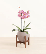 Load image into Gallery viewer, Winter Clouds stand:walnut