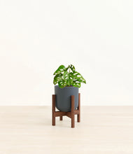 Load image into Gallery viewer, Iron Gray stand:dark