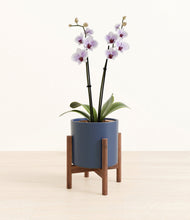 Load image into Gallery viewer, Deep Navy stand:walnut