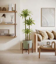 Load image into Gallery viewer, Sage Green stand:walnut