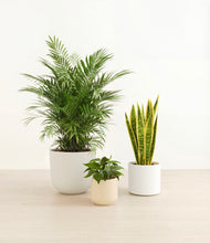 Load image into Gallery viewer, Misty Morning*****Profile