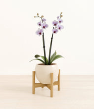 Load image into Gallery viewer, Shiny EggWhite stand:bamboo