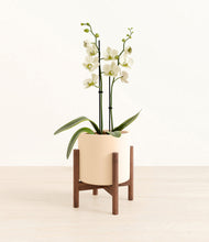 Load image into Gallery viewer, Cream stand:walnut