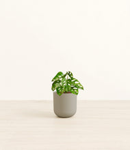 Load image into Gallery viewer, Sage Green*****Profile
