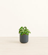 Load image into Gallery viewer, Iron Gray*****Profile