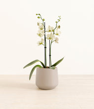 Load image into Gallery viewer, Eternal Gray*****Profile