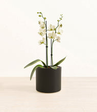 Load image into Gallery viewer, White Orchid