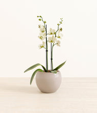 Load image into Gallery viewer, Desert Brown*****Profile