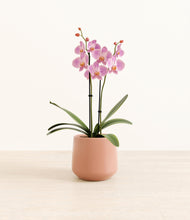 Load image into Gallery viewer, Calm Rose*****Profile