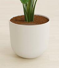 Load image into Gallery viewer, Natural Bamboo