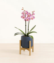 Load image into Gallery viewer, Deep Navy stand:bamboo