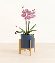 Load image into Gallery viewer, Deep Navy stand:bamboo