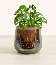 Load image into Gallery viewer, Olive stand:all