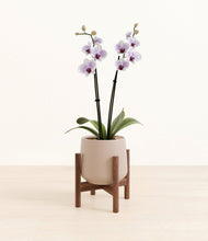 Load image into Gallery viewer, Eternal Gray stand:walnut