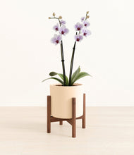 Load image into Gallery viewer, Cream stand:walnut
