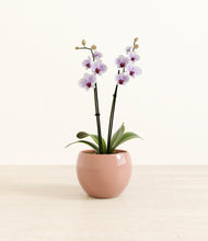 Load image into Gallery viewer, Calm Rose*****Profile