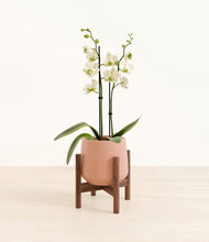 Load image into Gallery viewer, Calm Rose stand:walnut